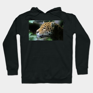 Portrait of a Jaguar Hoodie